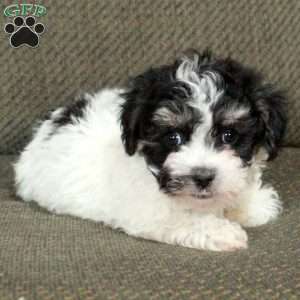 Irwin, Havachon Puppy