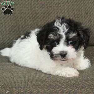 Irwin, Havachon Puppy