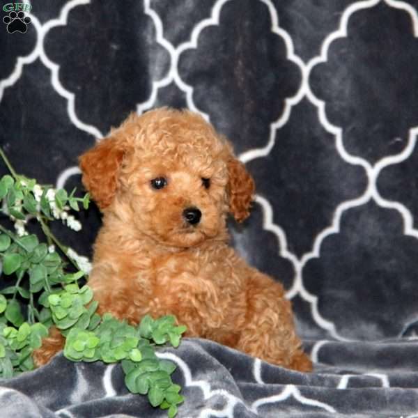 Isaac, Miniature Poodle Puppy