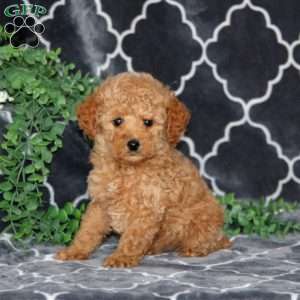 Isaac, Miniature Poodle Puppy