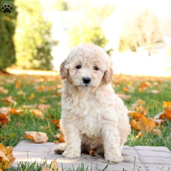 Isaac, Mini Goldendoodle Puppy