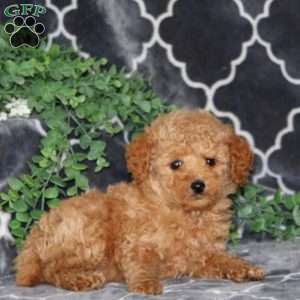 Isaac, Miniature Poodle Puppy