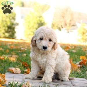 Isaac, Mini Goldendoodle Puppy