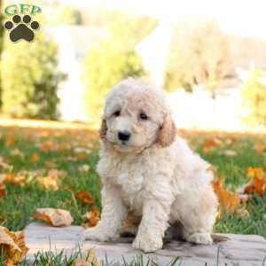 Isaac, Mini Goldendoodle Puppy