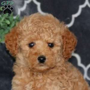 Isaac, Miniature Poodle Puppy