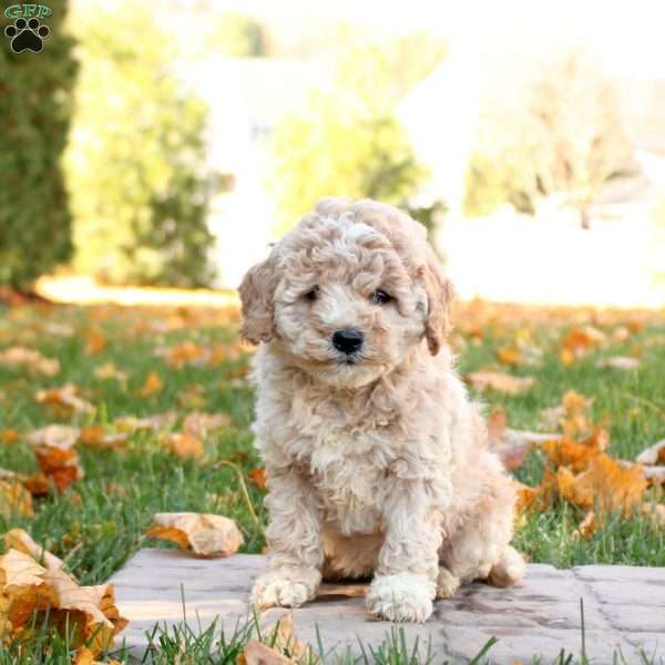 Isabel, Mini Goldendoodle Puppy