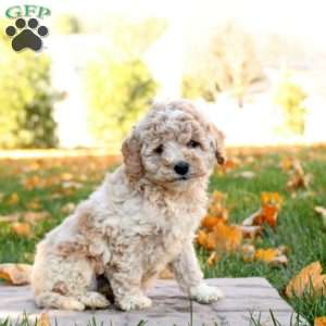 Isabel, Mini Goldendoodle Puppy