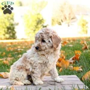 Isabel, Mini Goldendoodle Puppy