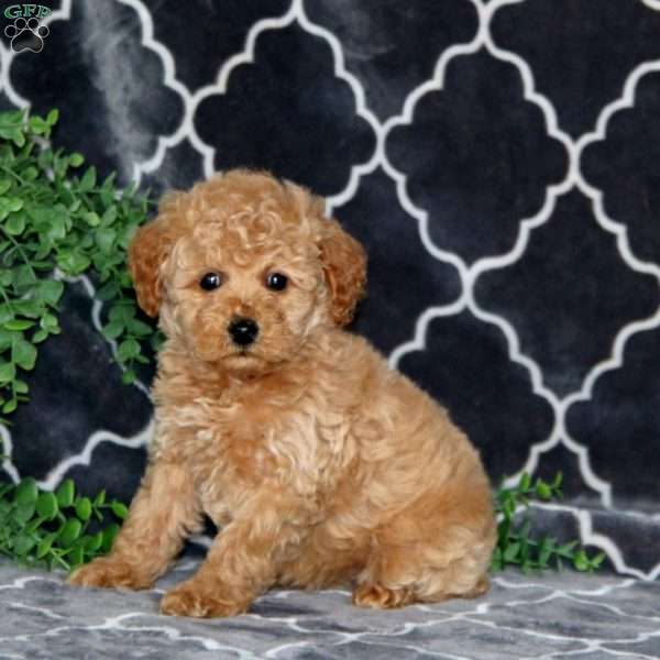 Isabelle, Miniature Poodle Puppy