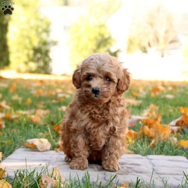 Isaiah, Mini Goldendoodle Puppy