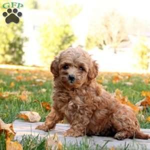 Isaiah, Mini Goldendoodle Puppy