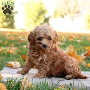 Isaiah, Mini Goldendoodle Puppy