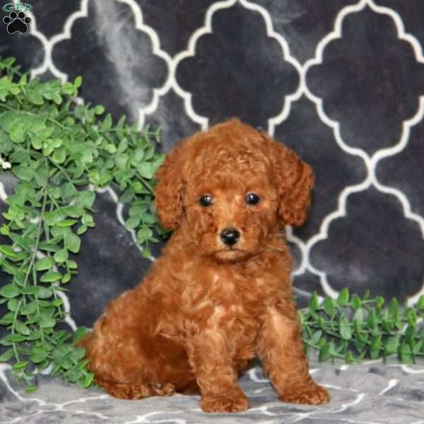 Ivy, Miniature Poodle Puppy