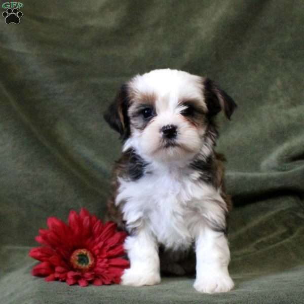 Ivy, Shorkie Puppy