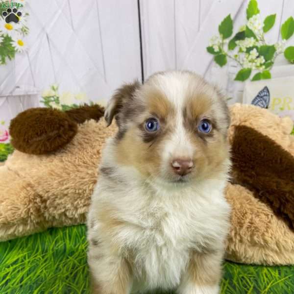 Mia, Australian Shepherd Puppy