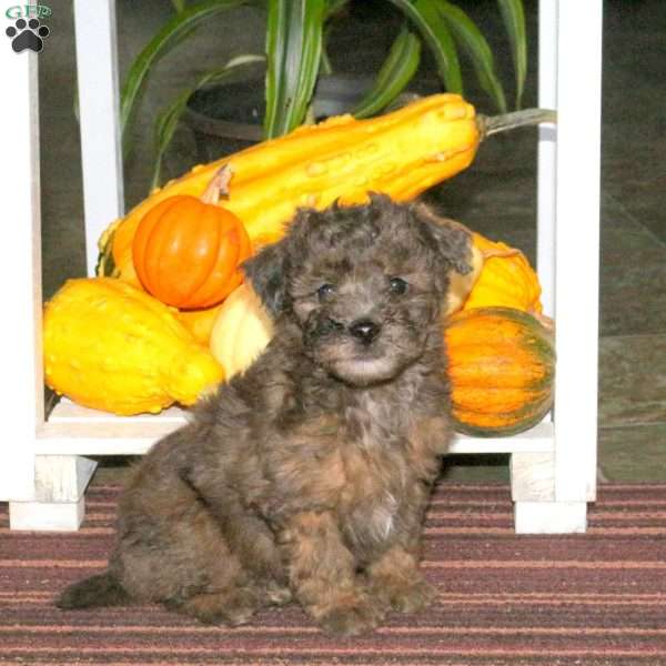 Jace, Mini Aussiedoodle Puppy