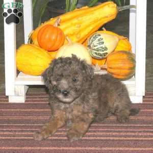 Jace, Mini Aussiedoodle Puppy