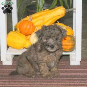 Jace, Mini Aussiedoodle Puppy