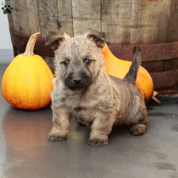 Jack, Cairn Terrier Puppy