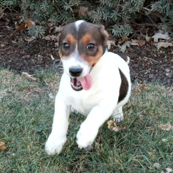 Jack, Jack Russell Terrier Puppy