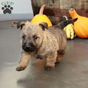 Jack, Cairn Terrier Puppy