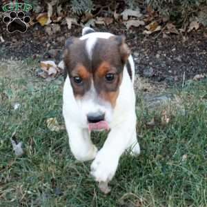 Jack, Jack Russell Terrier Puppy