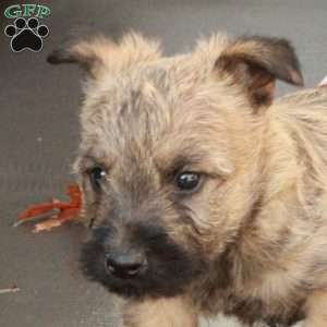 Jack, Cairn Terrier Puppy