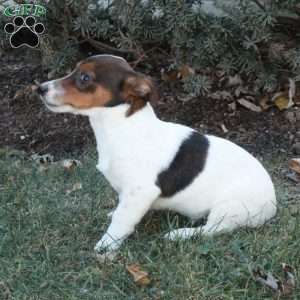 Jack, Jack Russell Terrier Puppy