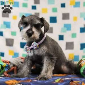 Jackie, Miniature Schnauzer Puppy