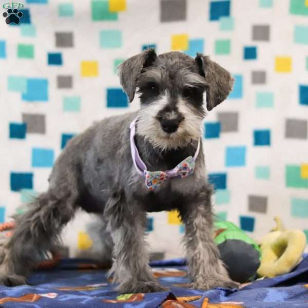 Jackie, Miniature Schnauzer Puppy