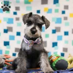 Jackie, Miniature Schnauzer Puppy