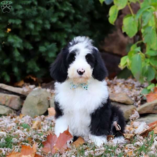 Jackson, Sheepadoodle Puppy