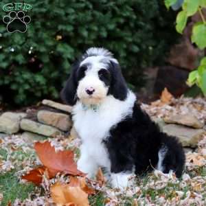 Jackson, Sheepadoodle Puppy