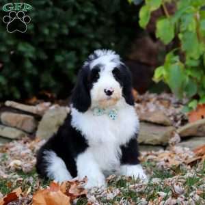 Jackson, Sheepadoodle Puppy