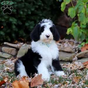 Jackson, Sheepadoodle Puppy