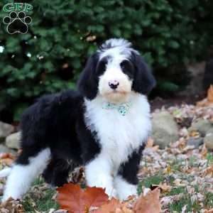 Jackson, Sheepadoodle Puppy