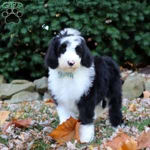 Jackson, Sheepadoodle Puppy