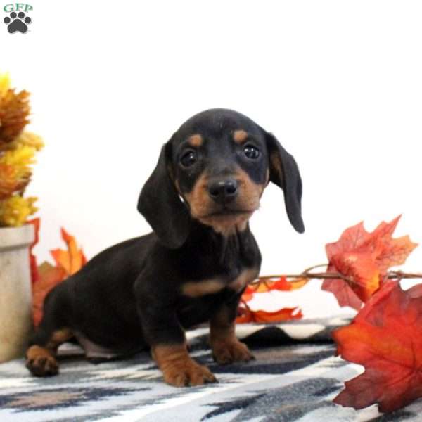 Jackson-Mini, Dachshund Puppy