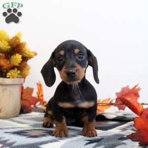 Jackson-Mini, Dachshund Puppy