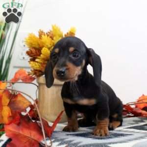 Jackson-Mini, Dachshund Puppy