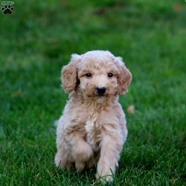 Jacob, Mini Goldendoodle Puppy