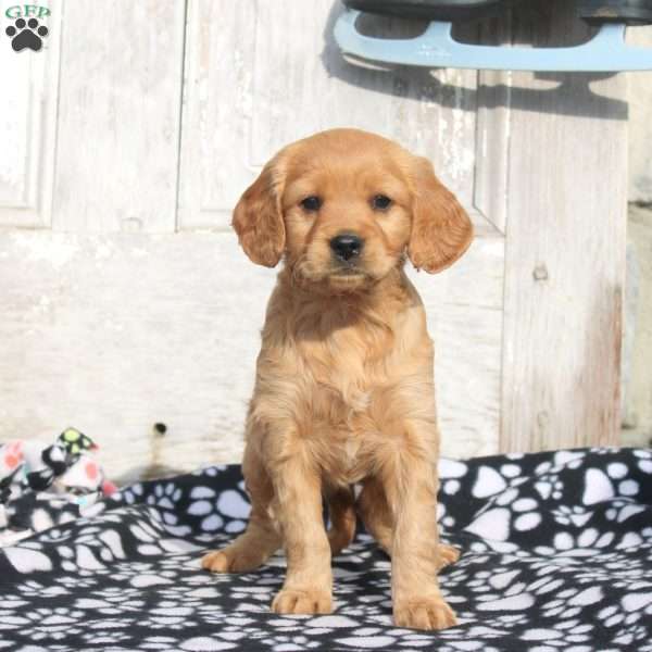 Jade, Miniature Golden Retriever Puppy