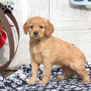 Jade, Miniature Golden Retriever Puppy