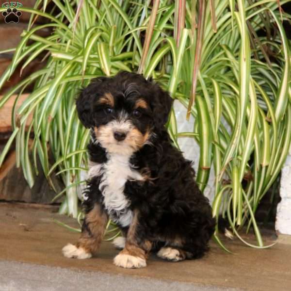 Jade, Mini Bernedoodle Puppy