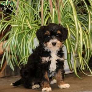 Jade, Mini Bernedoodle Puppy