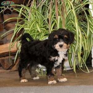 Jade, Mini Bernedoodle Puppy