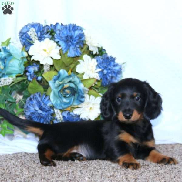 Jaden, Dachshund Puppy