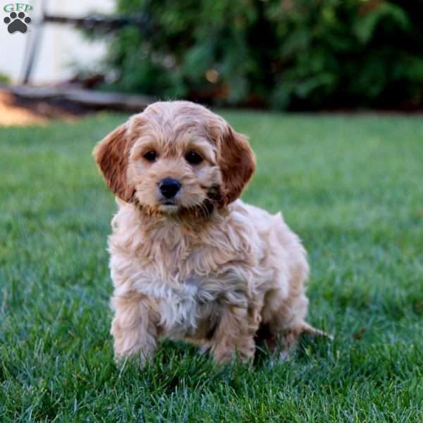 Jaden, Cockapoo Puppy