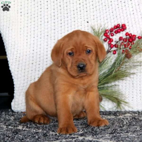 Jaden, Fox Red Labrador Retriever Puppy