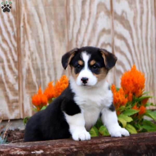 Jaden, Pembroke Welsh Corgi Puppy